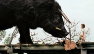 Oscar Review: Beasts of the Southern Wild (Best Picture)