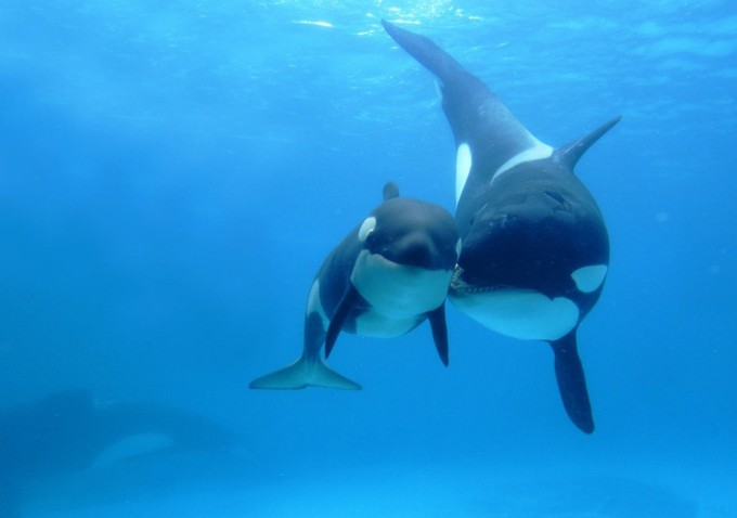 Movie Review: Blackfish is a gripping and powerful documentary