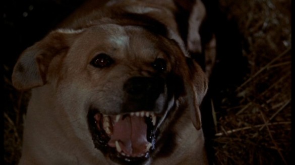 List: Top 3 Dog Scenes