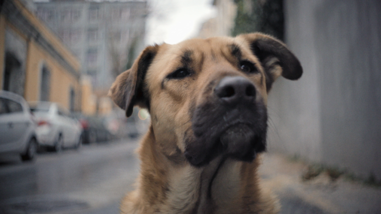 Movie Review (LFF): ‘Stray’ is Strong, Subtle Filmmaking – to a Fault