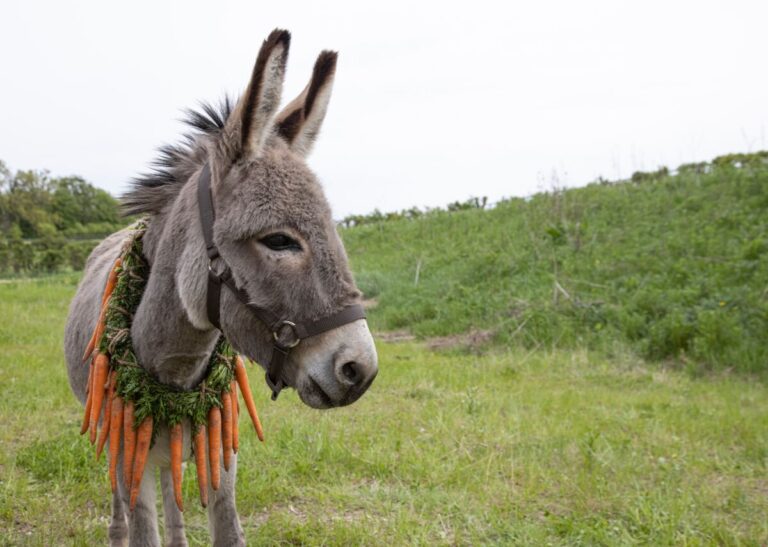 Movie Review: ‘EO’ is an Artistically Thoughtful Journey Through The Eyes of a Donkey