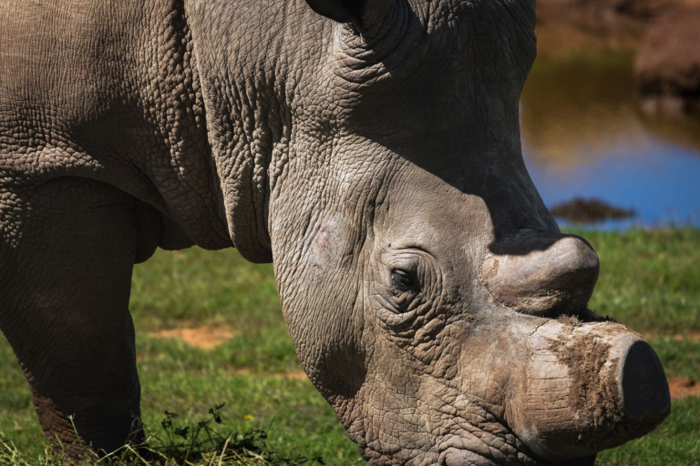 Movie Review: ‘Escape from Extinction Rewilding’ is a Journey of Hope and Renewal