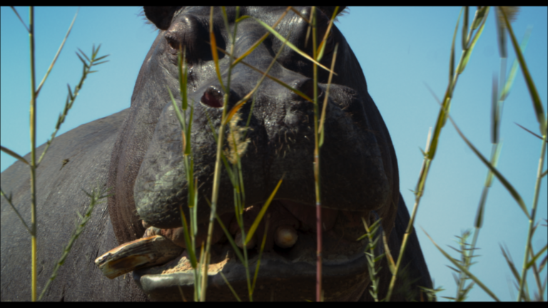 Movie Review (NYFF 2024): ‘Pepe’ is an Existential Journey of Pablo Escobar’s Cocaine Hippos