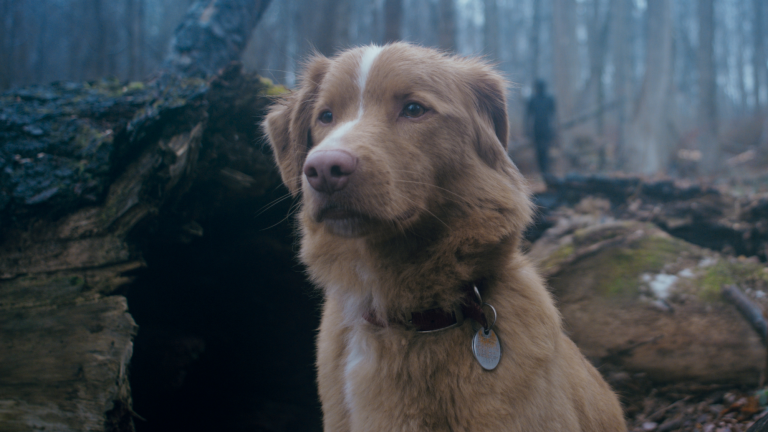 Movie Review: ‘Good Boy’ Is a Clever Little Horror Film That Experiments with Perspective  